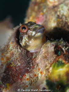 Molly Miller Blenny, Lauderdale-by-the-Sea, Florida by Pauline Walsh Jacobson 